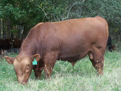 Osborn Red Angus